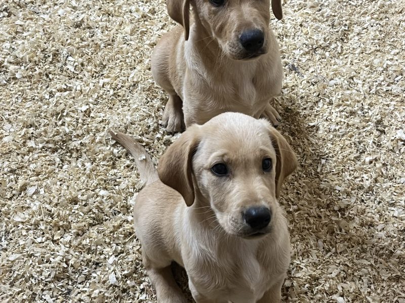 KC Registered labrador puppies