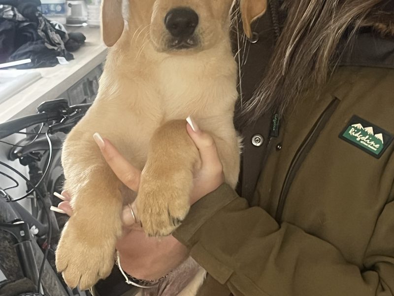 KC Registered labrador puppies - {CATEGORY} in 
