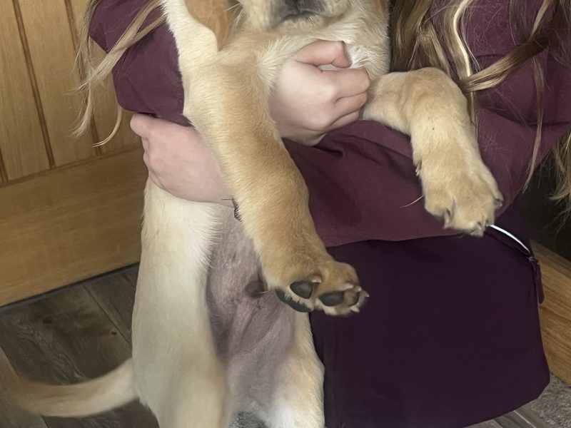 KC Registered labrador puppies - {CATEGORY}