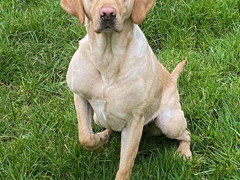 KC Registered labrador puppies 