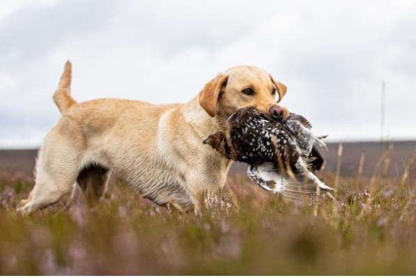 {CATEGORY} - KC Registered labrador puppies in 