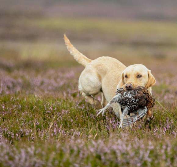 {CATEGORY} - KC Registered labrador puppies