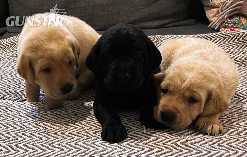 KC registered FTAW sired, health checked black and yellow puppies