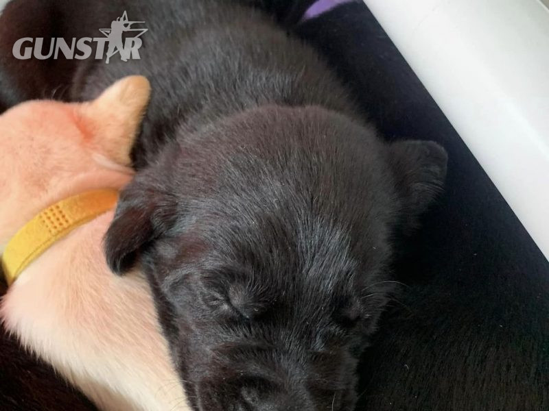KC registered FTAW sired, health checked black and yellow puppies - {CATEGORY} in 