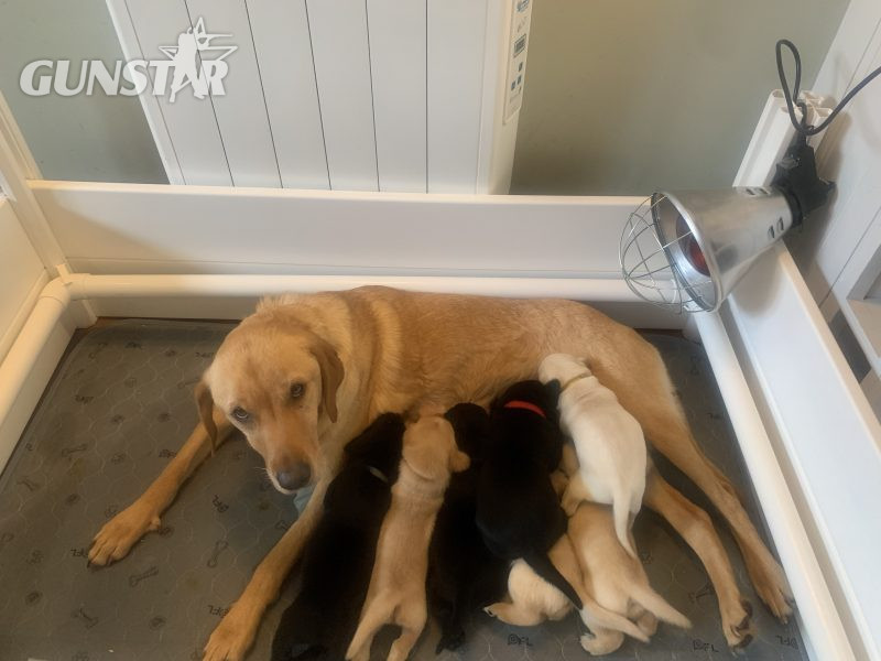 KC registered FTAW sired, health checked black and yellow puppies in 
