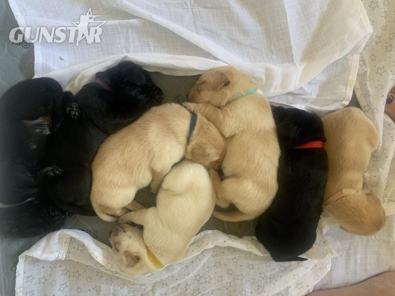 {CATEGORY} - KC registered FTAW sired, health checked black and yellow puppies in 