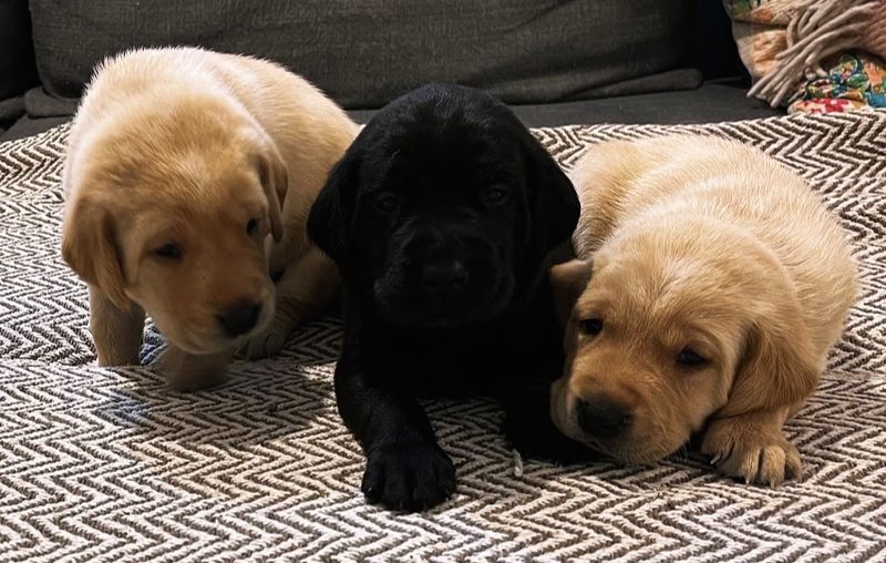 KC registered FTAW sired, health checked black and yellow puppies