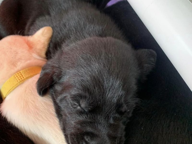 KC registered FTAW sired, health checked black and yellow puppies - {CATEGORY} in 