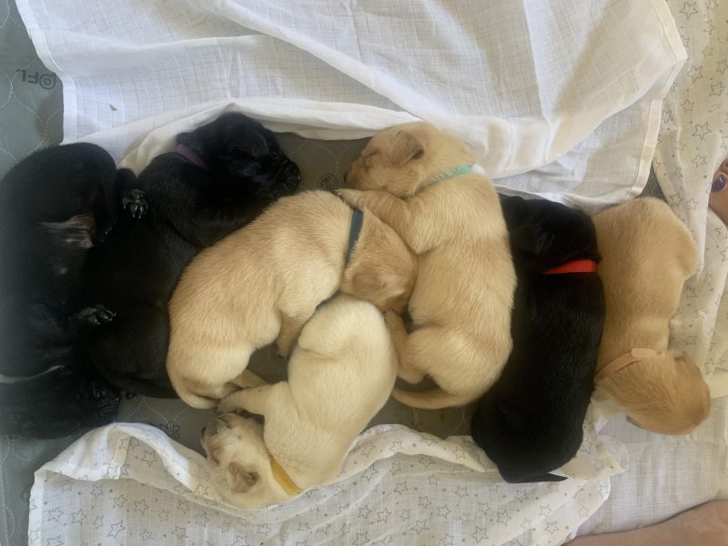 {CATEGORY} - KC registered FTAW sired, health checked black and yellow puppies in 
