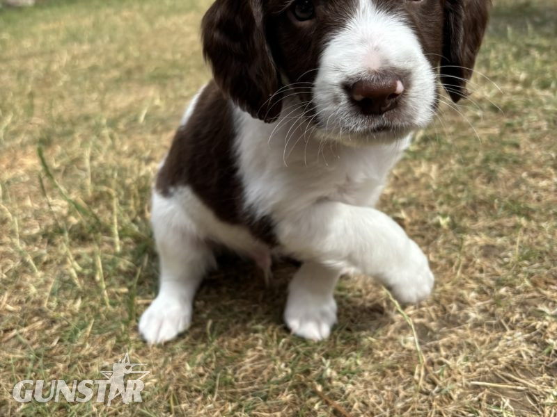 {CATEGORY} - Gorgeous KC Registered Springer Spaniel Puppies in 