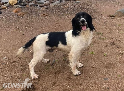  Gorgeous KC Registered Springer Spaniel Puppies