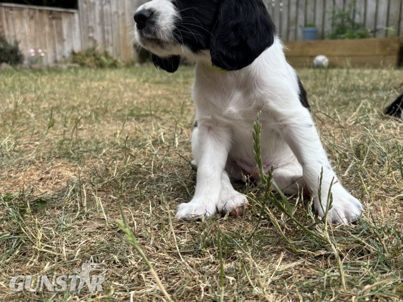{CATEGORY} - Gorgeous KC Registered Springer Spaniel Puppies