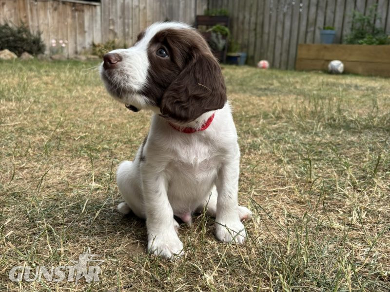 Gorgeous KC Registered Springer Spaniel Puppies 