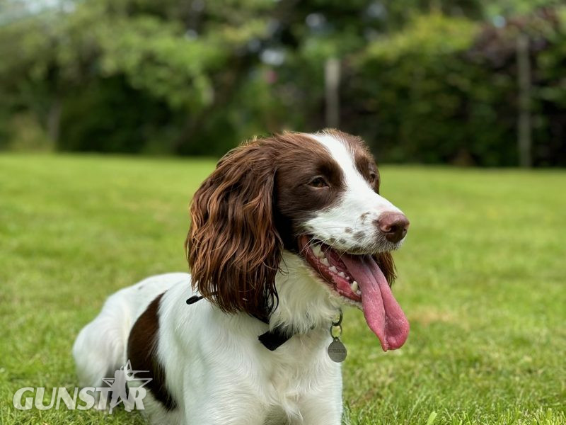 Gorgeous KC Registered Springer Spaniel Puppies