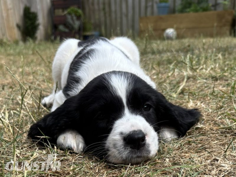Gorgeous KC Registered Springer Spaniel Puppies - {CATEGORY}