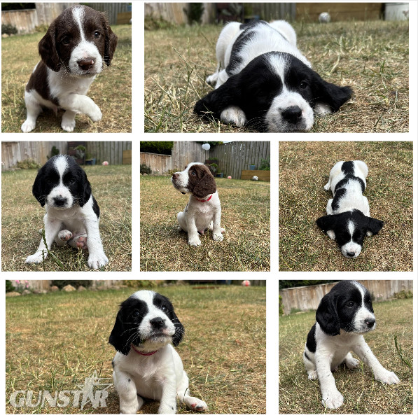 Gorgeous KC Registered Springer Spaniel Puppies in 
