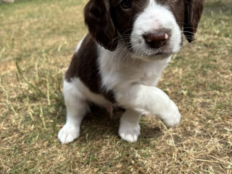 {CATEGORY} - Gorgeous KC Registered Springer Spaniel Puppies in 