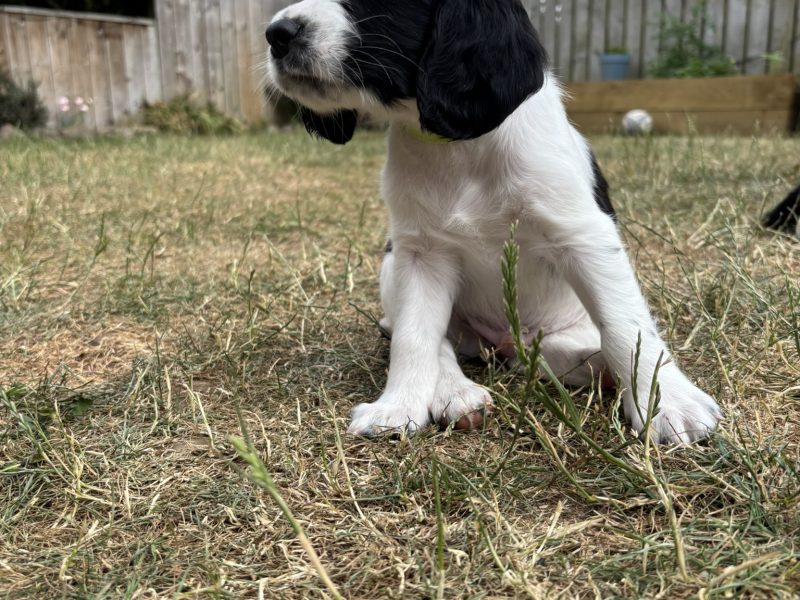 {CATEGORY} - Gorgeous KC Registered Springer Spaniel Puppies