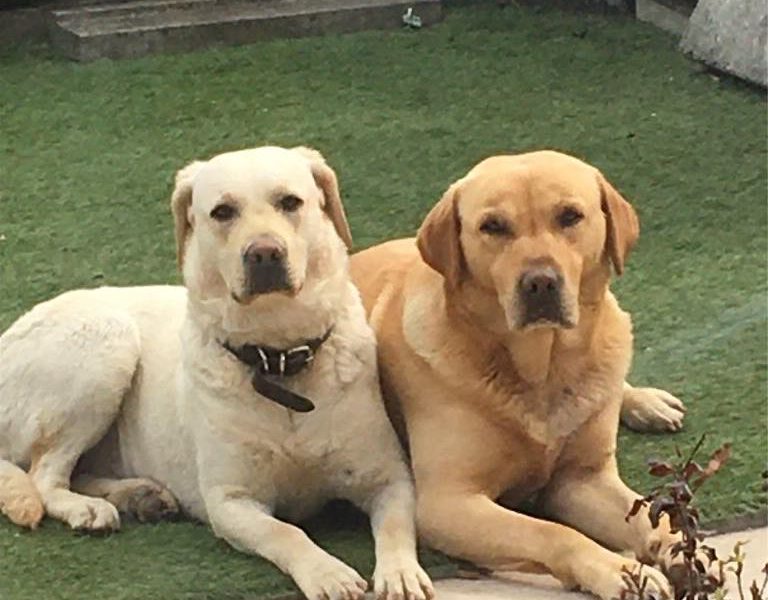 Working Bred Labrador Puppy’s from outstanding FTC Champion Lines - {CATEGORY} in 