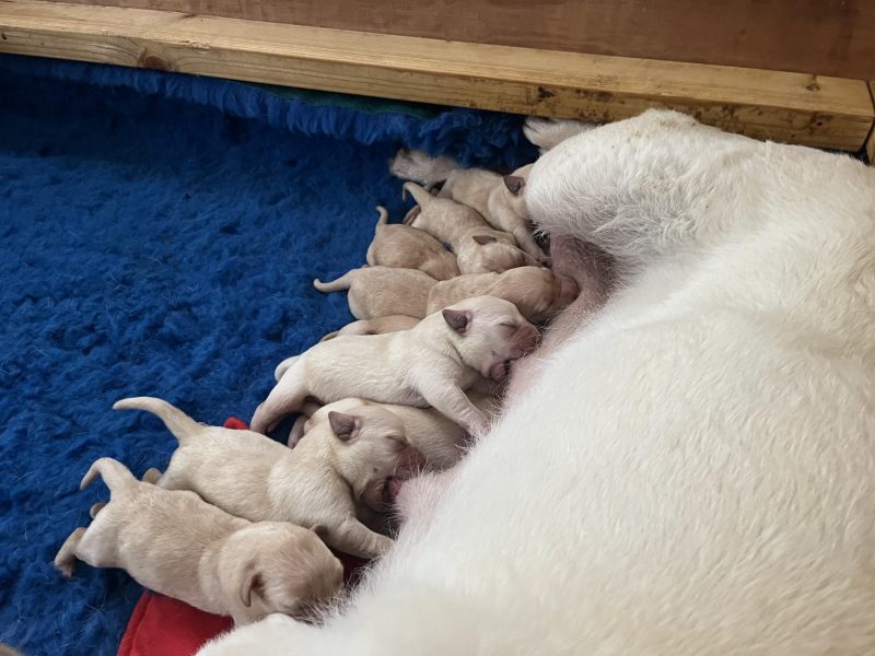 Working Bred Labrador Puppy’s from outstanding FTC Champion Lines - {CATEGORY}