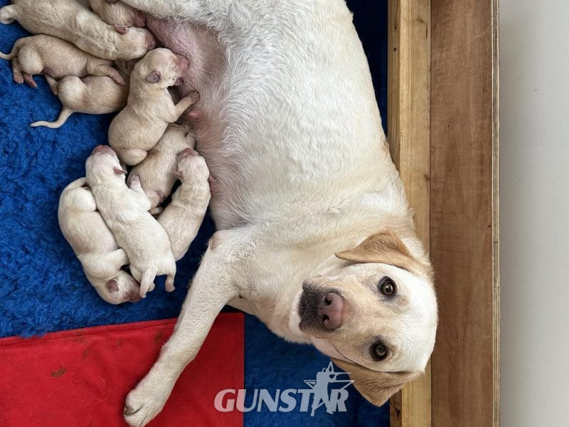  Working Bred Labrador Puppy’s from outstanding FTC Champion Lines