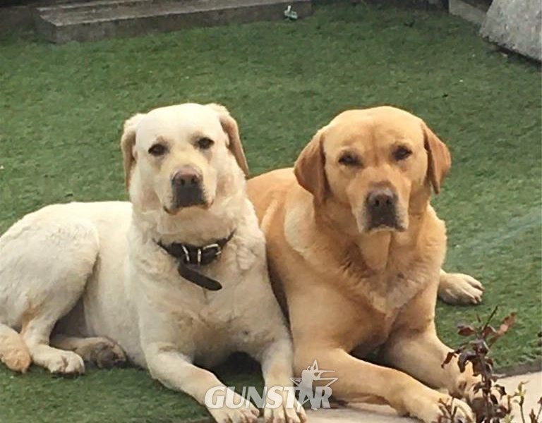 Working Bred Labrador Puppy’s from outstanding FTC Champion Lines - {CATEGORY} in 