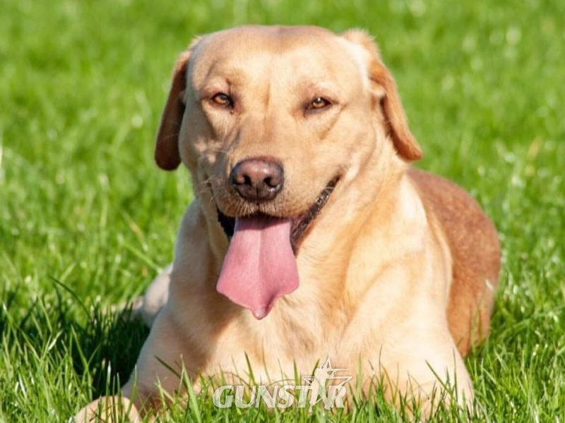 Working Bred Labrador Puppy’s from outstanding FTC Champion Lines