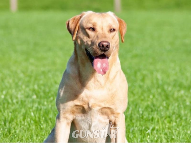 Working Bred Labrador Puppy’s from outstanding FTC Champion Lines in 