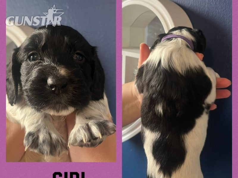 12 sprocker spaniel puppies, ready end of nov 