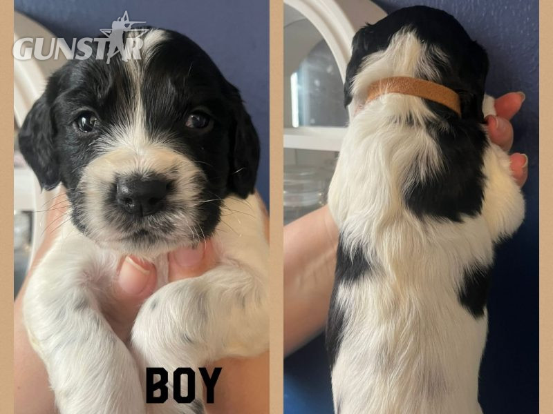  12 sprocker spaniel puppies, ready end of nov