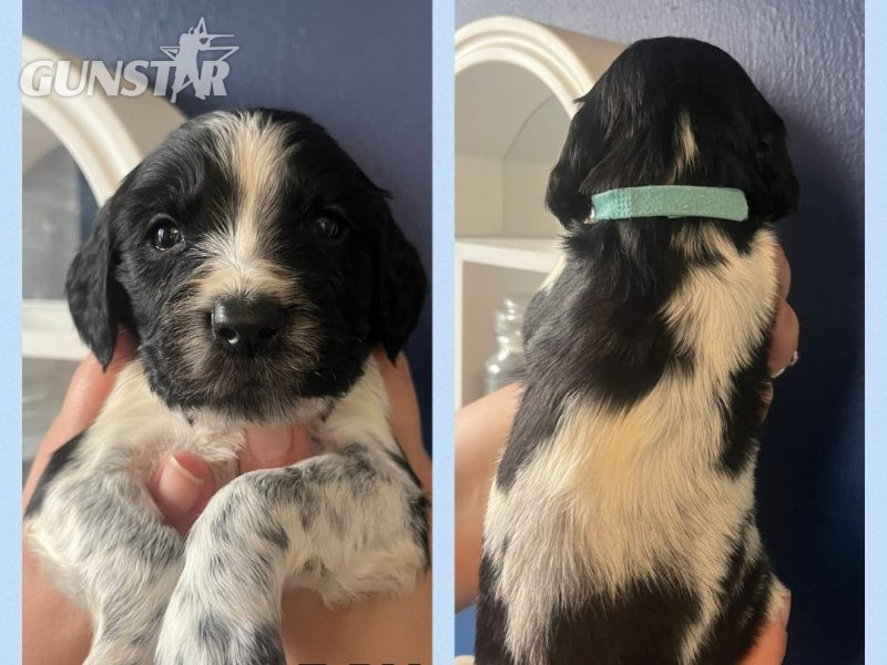 12 sprocker spaniel puppies, ready end of nov - {CATEGORY}