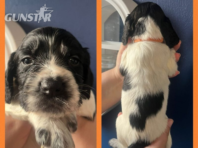 {CATEGORY} - 12 sprocker spaniel puppies, ready end of nov in 