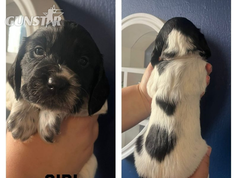 {CATEGORY} - 12 sprocker spaniel puppies, ready end of nov