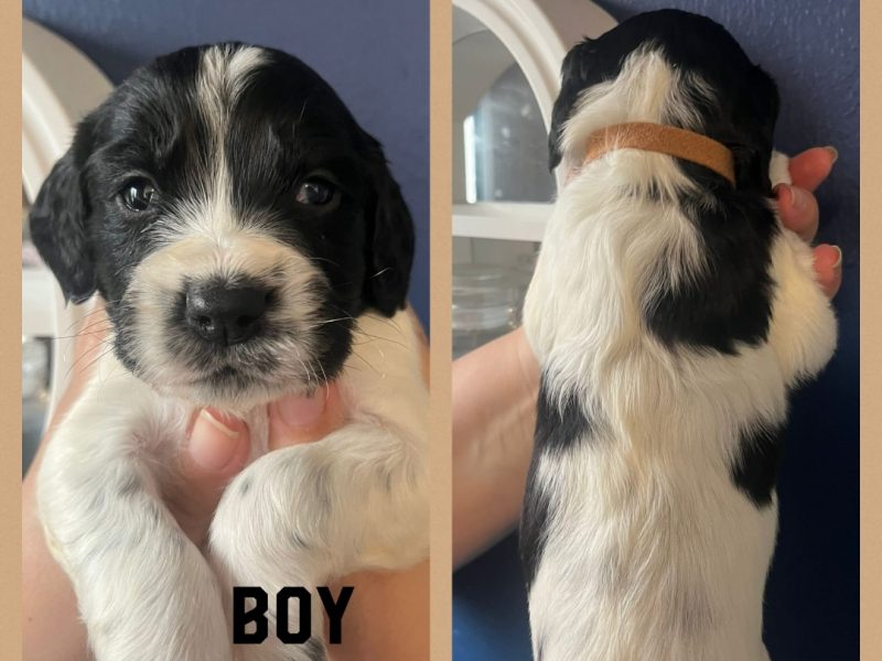  12 sprocker spaniel puppies, ready end of nov