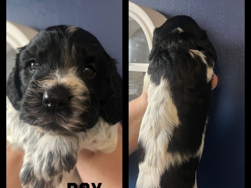 12 sprocker spaniel puppies, ready end of nov - {CATEGORY} in 