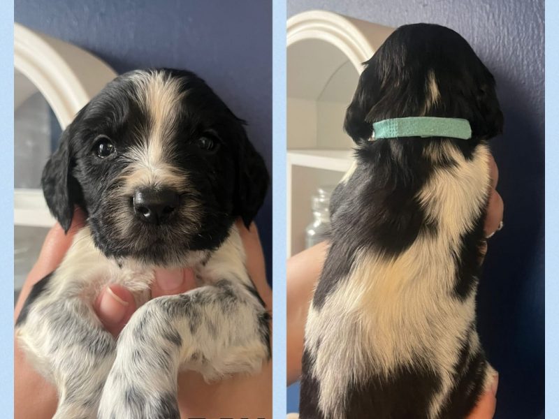 12 sprocker spaniel puppies, ready end of nov - {CATEGORY}
