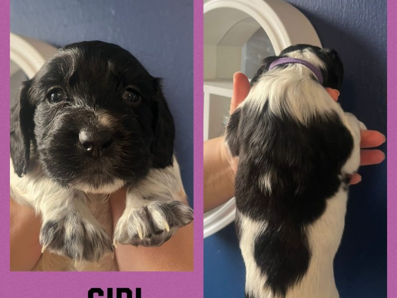 12 sprocker spaniel puppies, ready end of nov 
