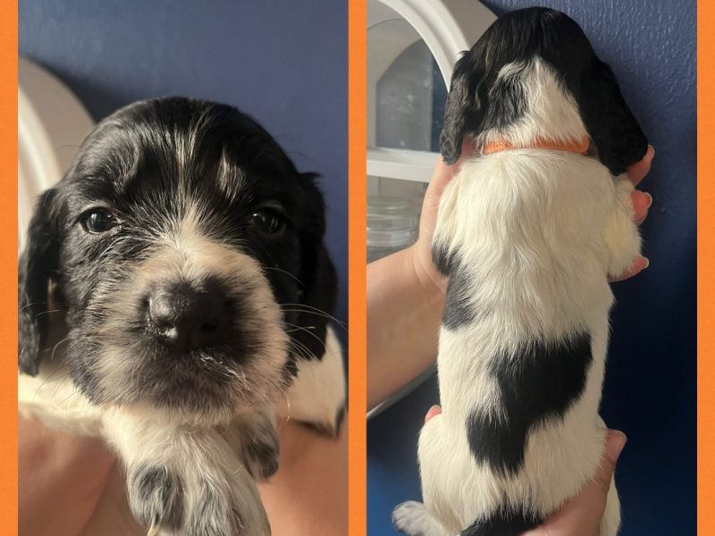 {CATEGORY} - 12 sprocker spaniel puppies, ready end of nov in 