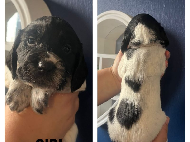 {CATEGORY} - 12 sprocker spaniel puppies, ready end of nov
