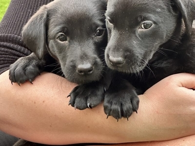 Labrador Retrievers