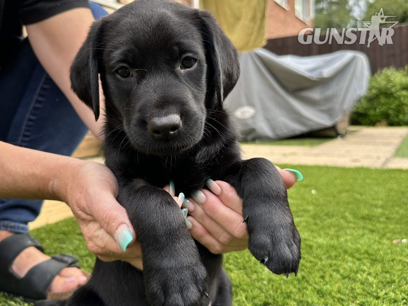 Labrador Retrievers