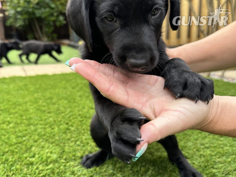  Labrador Retrievers
