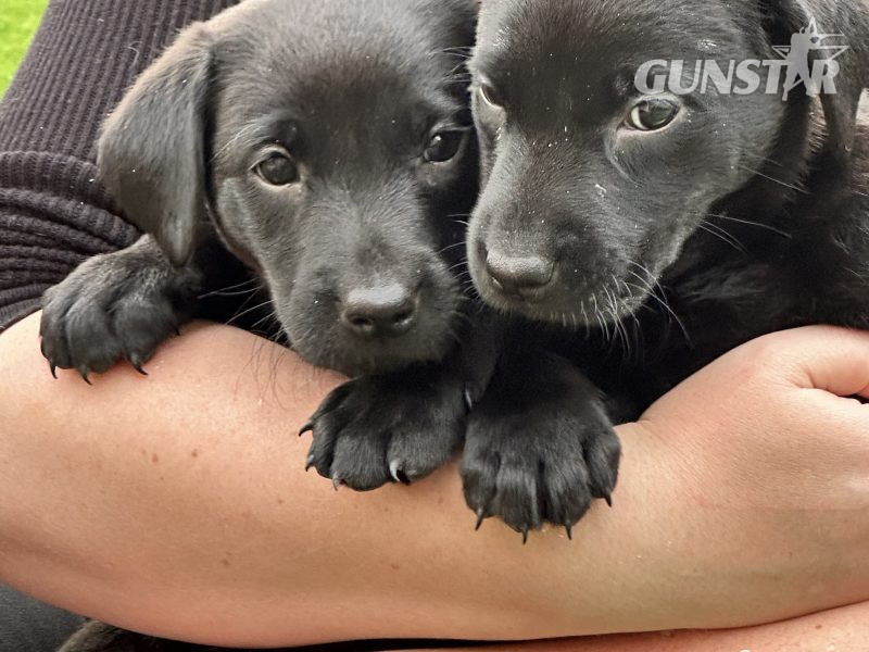 Labrador Retrievers in 