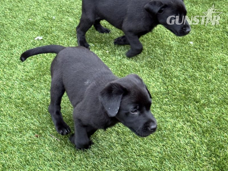 Labrador Retrievers - {CATEGORY} in 