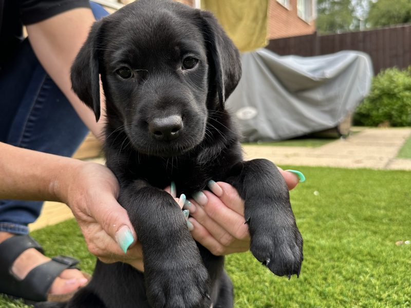 Labrador Retrievers