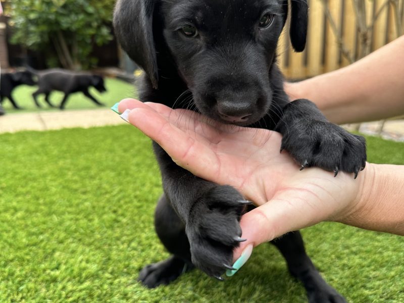  Labrador Retrievers