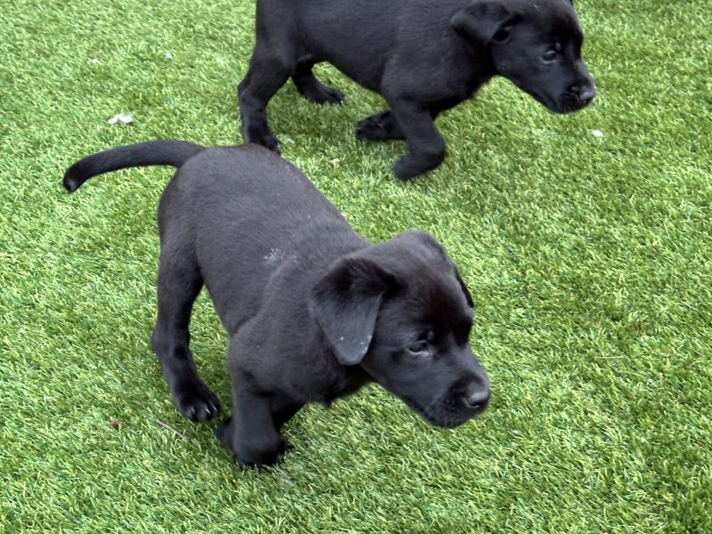 Labrador Retrievers - {CATEGORY} in 