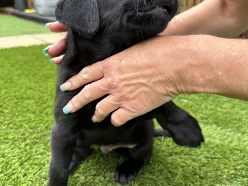 Labrador Retrievers - {CATEGORY}