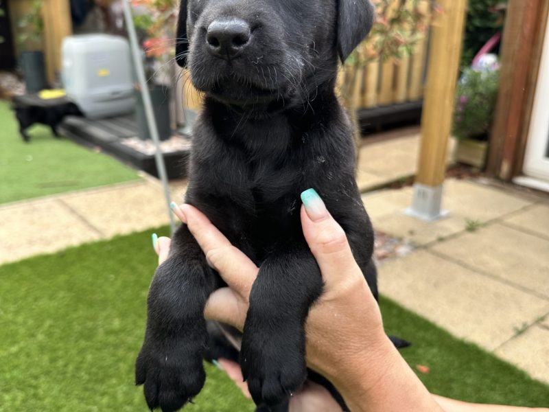 Labrador Retrievers 