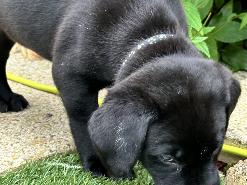 {CATEGORY} - Labrador Retrievers in 